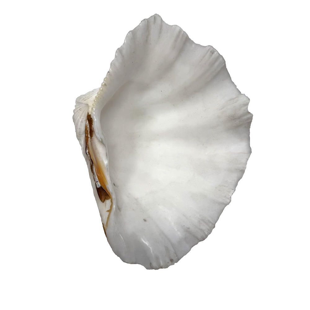 Natural Tridacna Clam Shell 8.5"x5.75"x3" White Coastal Nautical Ocean Decors
